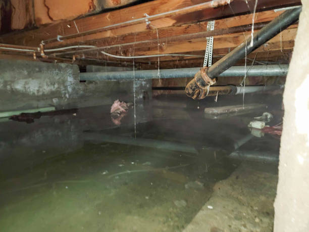 Best Water damage restoration services  in Webberville, MI